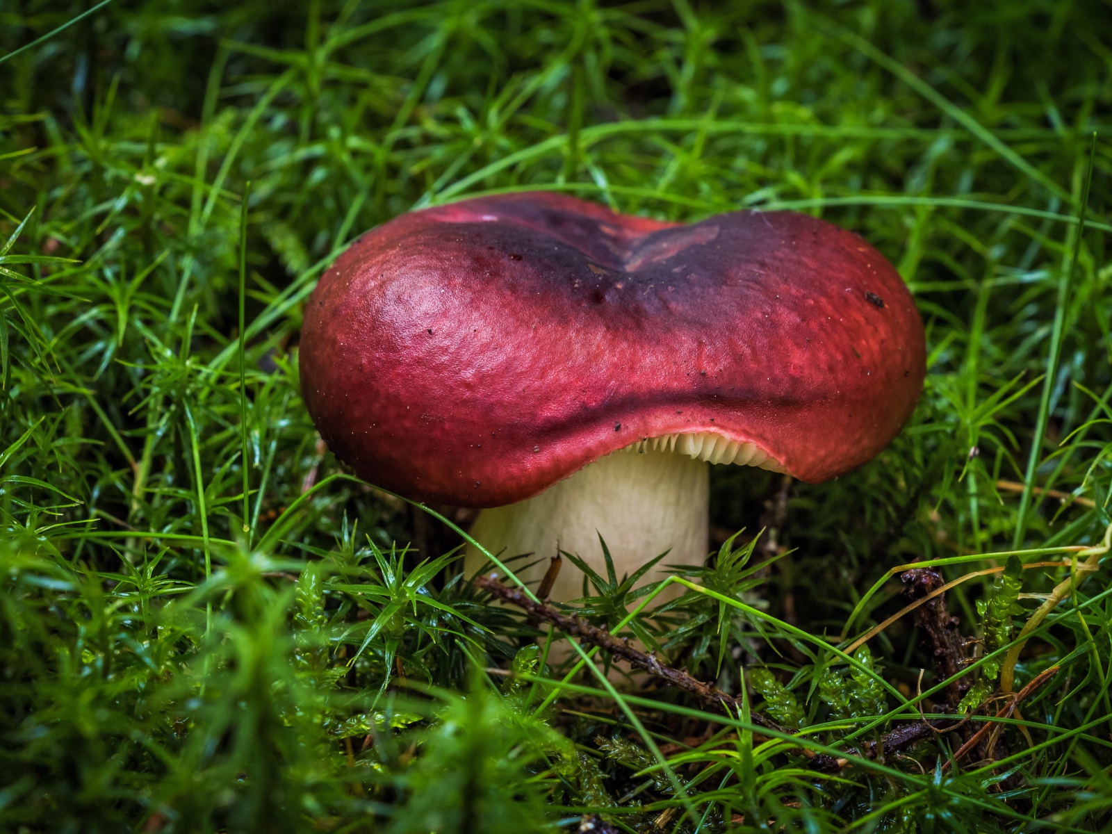 Большой гриб на мокрой покрытой мхом земле