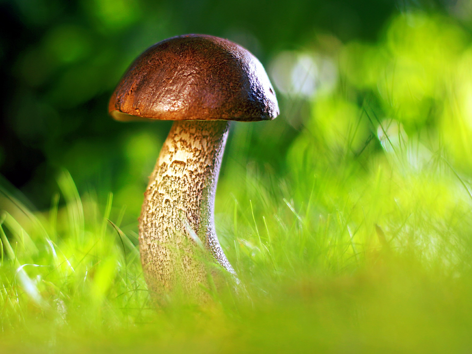 Гриб растет в зеленой траве в лесу