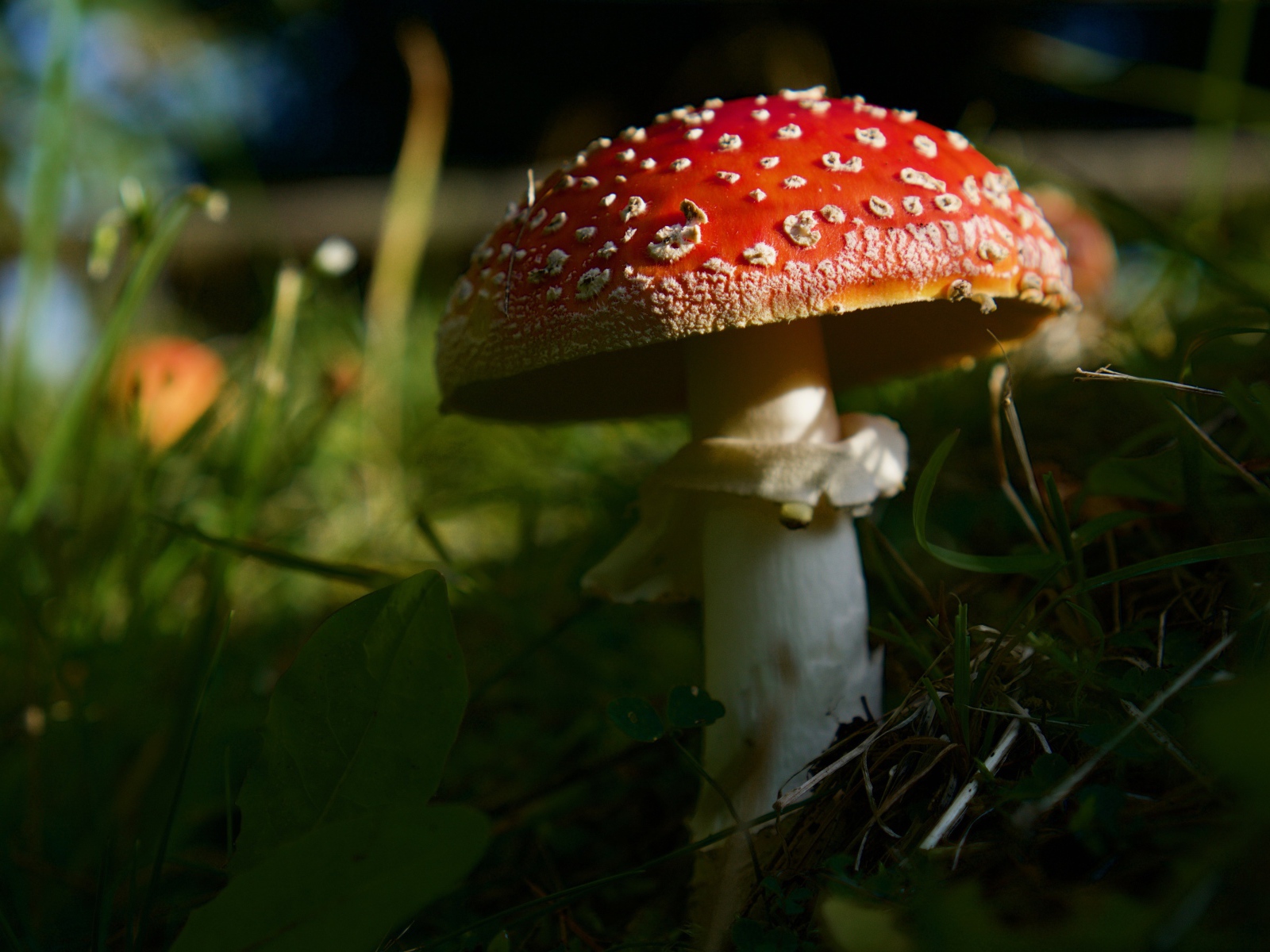 Красный лесной мухомор в зеленой траве