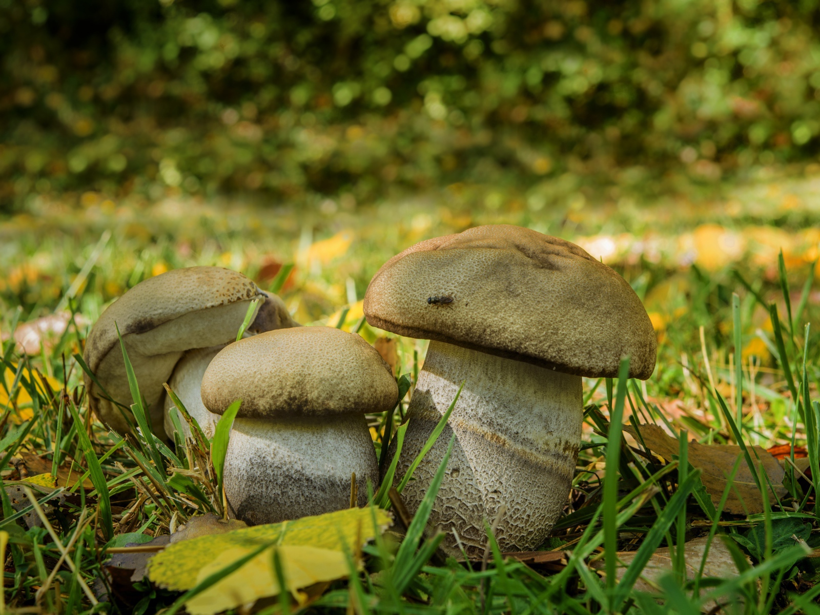 Три белых гриба в зеленой траве 