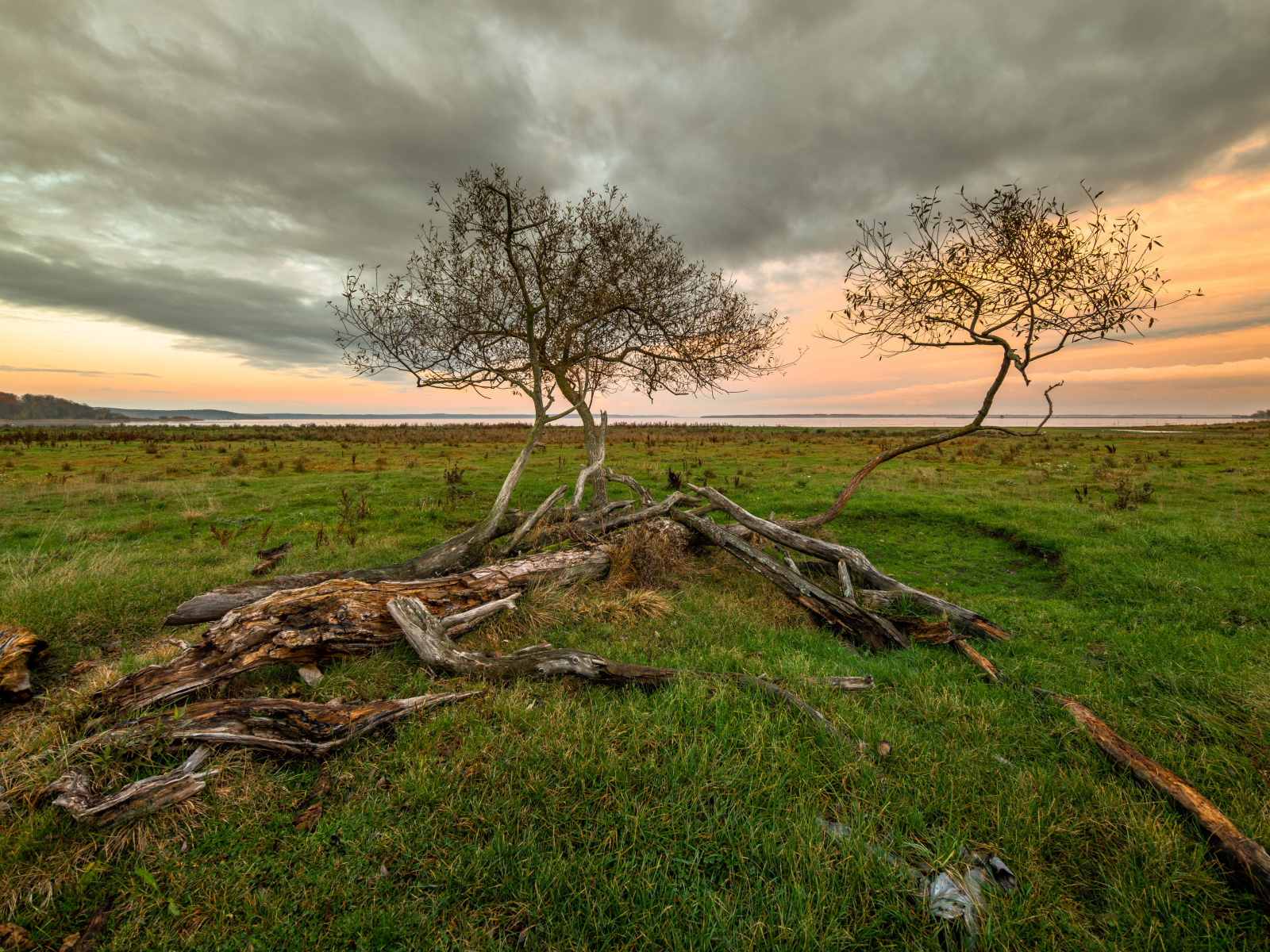 Сухие деревья на зеленой поляне под красивым небом