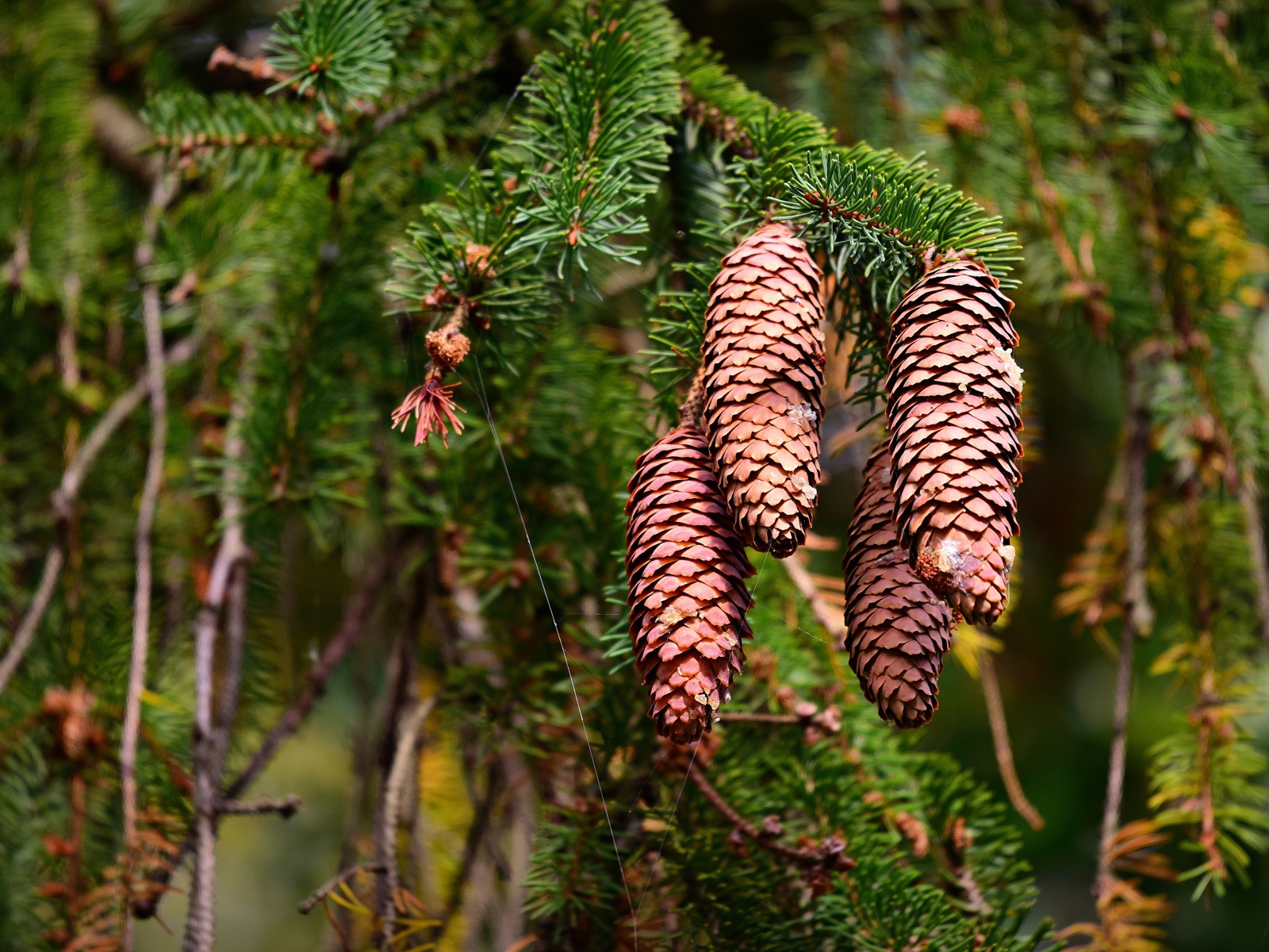 Большие коричневые шишки на колючей ветке ели 