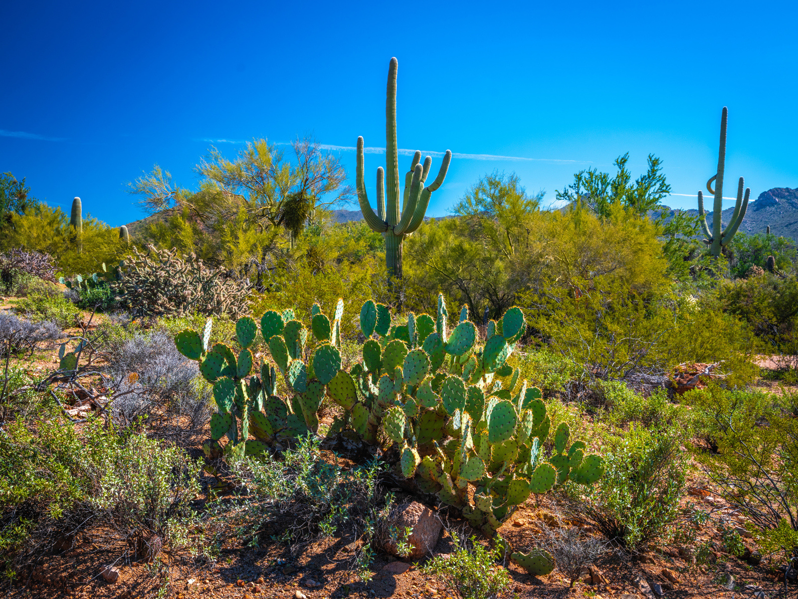 Зеленые кактусы под красивым голубым небом, США 