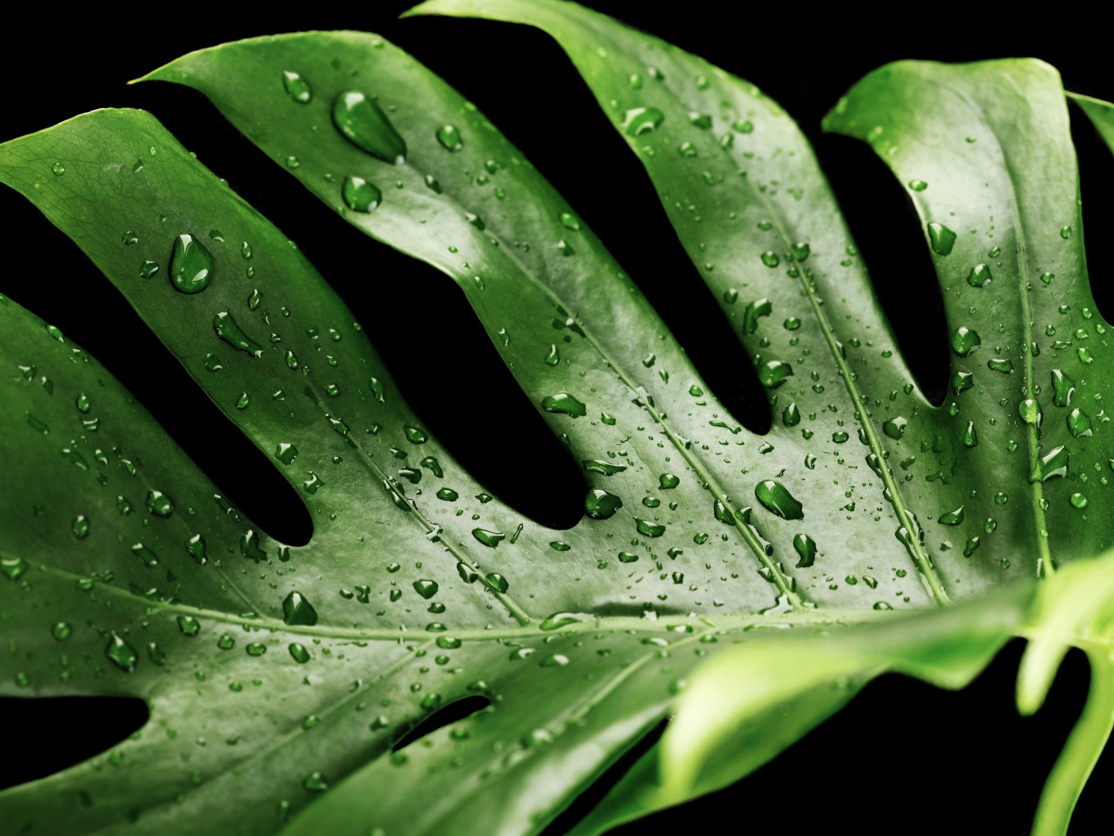 Большой зеленый лист в каплях воды на черном фоне 