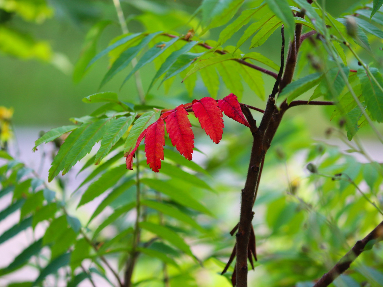 Красный лист среди зеленых листьев на рябине 