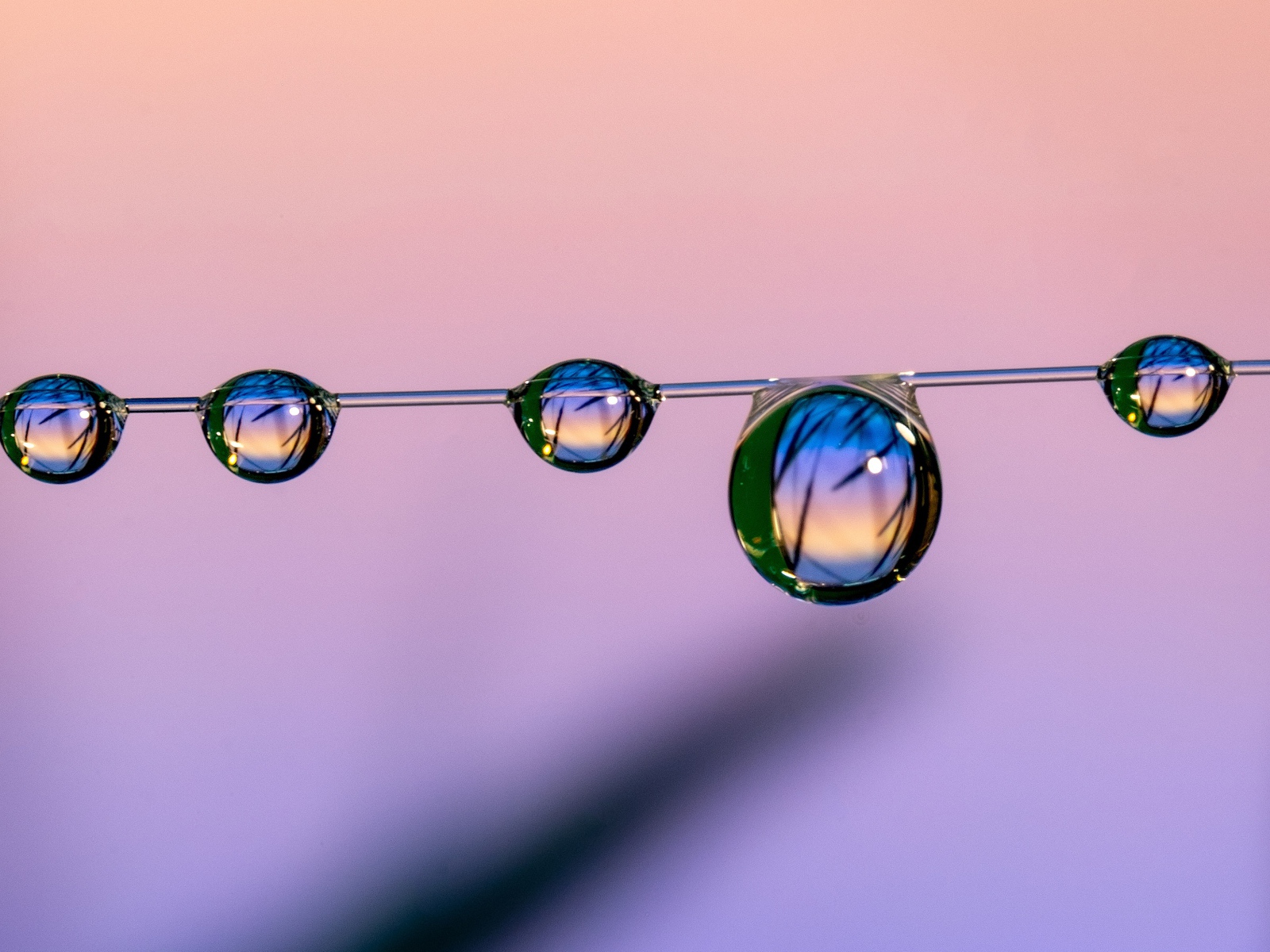 Капли воды на тонкой леске на розовом фоне