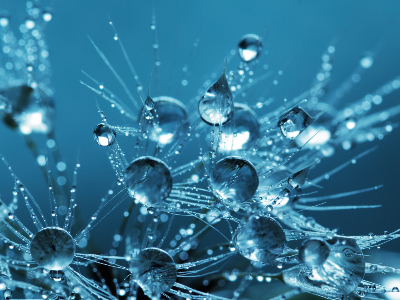 Белые пушинки одуванчика в каплях воды 