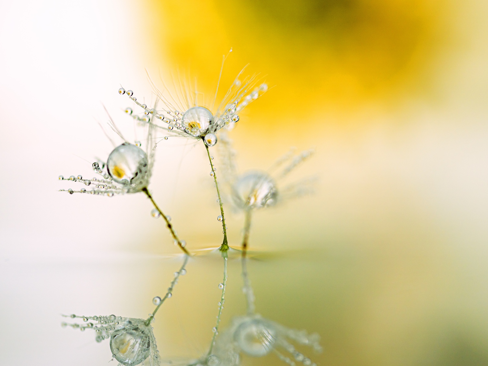 Белые пушинки одуванчика с каплями росы