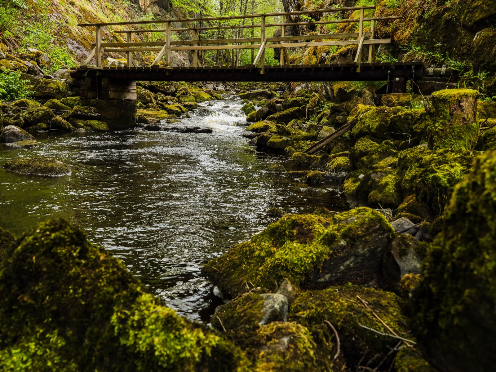 Покрытые мхом камни в реке под мостом