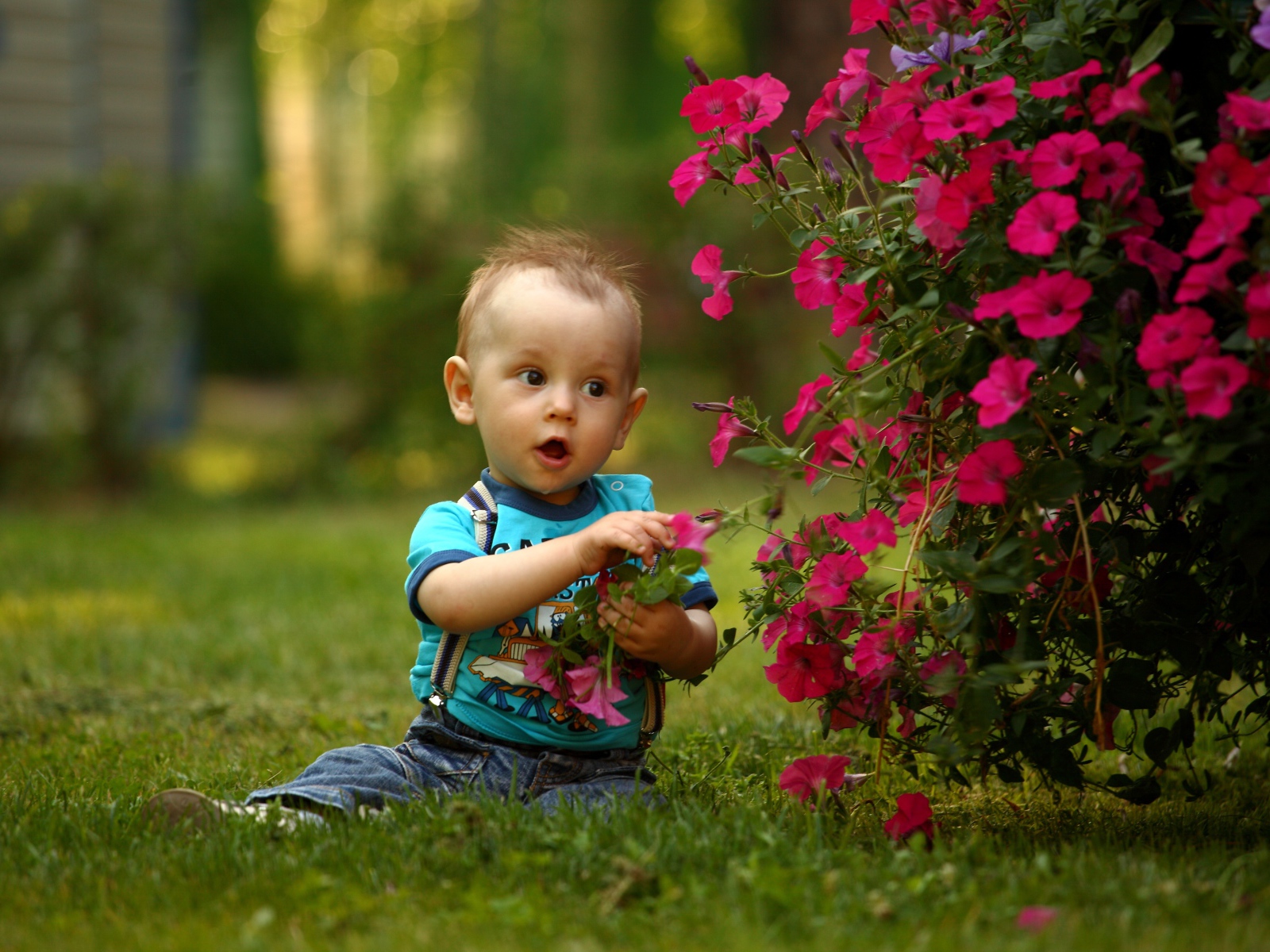 Маленький мальчик сидит возле красных цветов петунии
