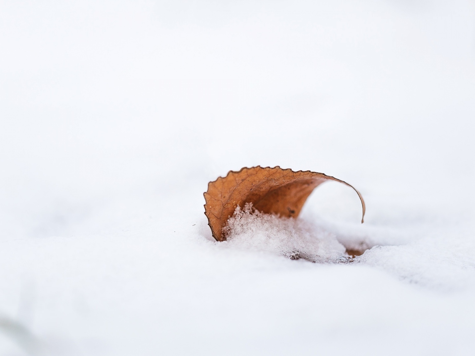 Оранжевый опавший лист лежит на снегу