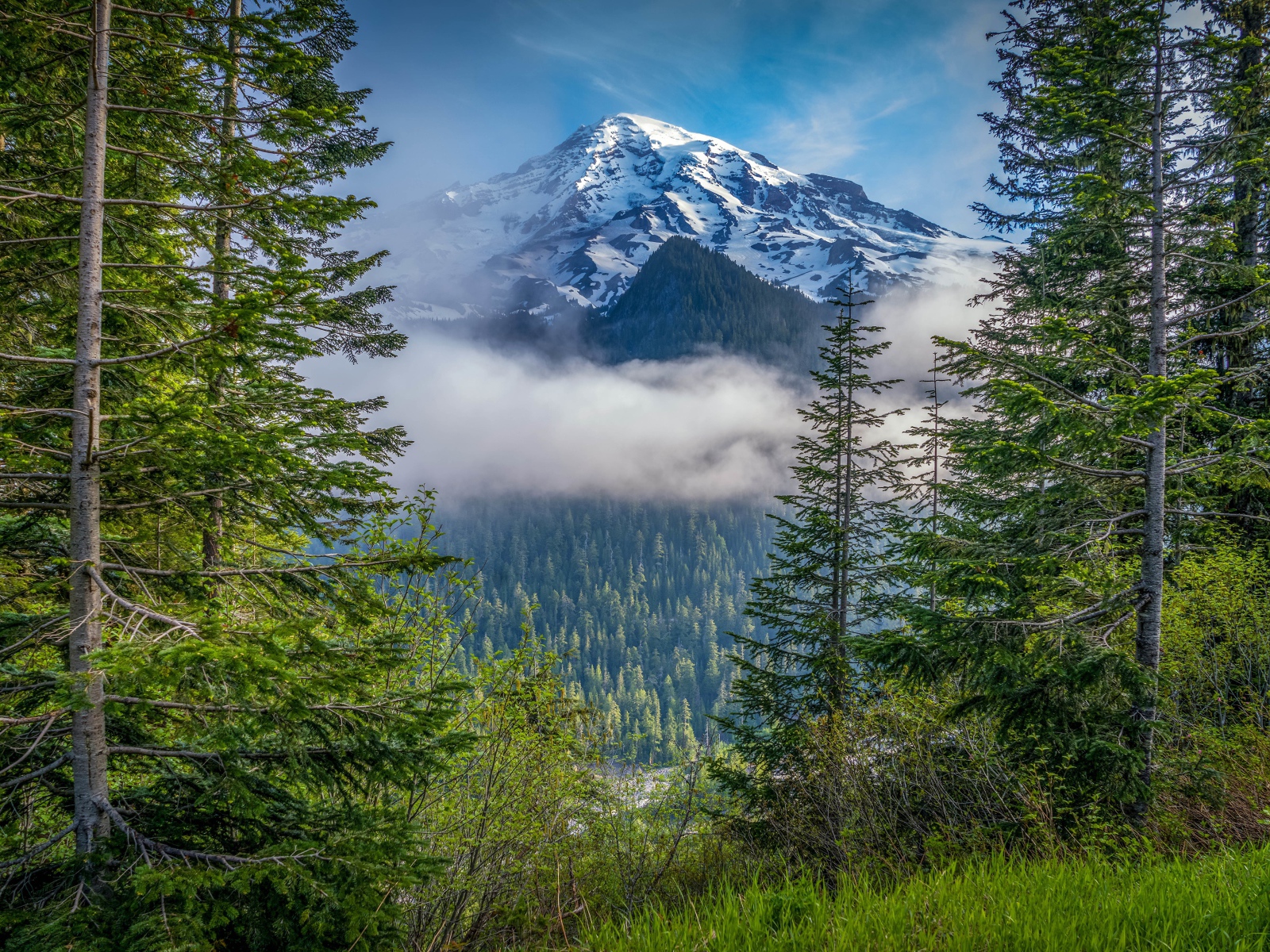 Красивый вид на заснеженную гору и лес в национальном парке, США 
