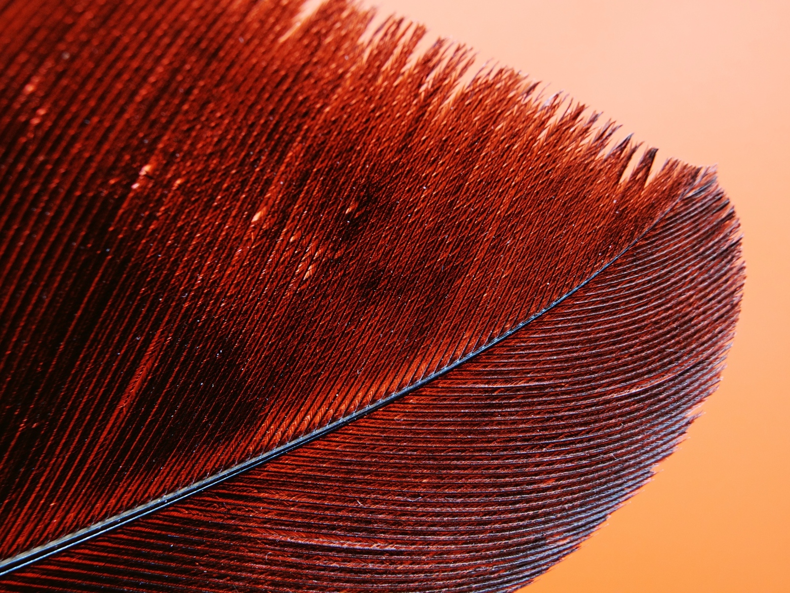 Красное перо крупным планом