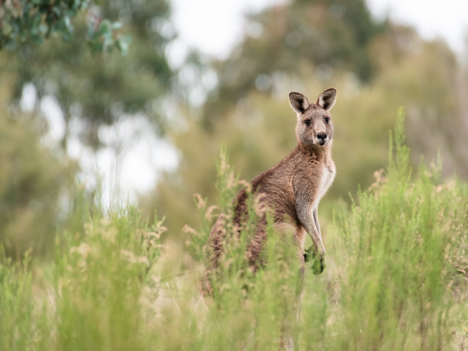 Большой кенгуру сидит в траве