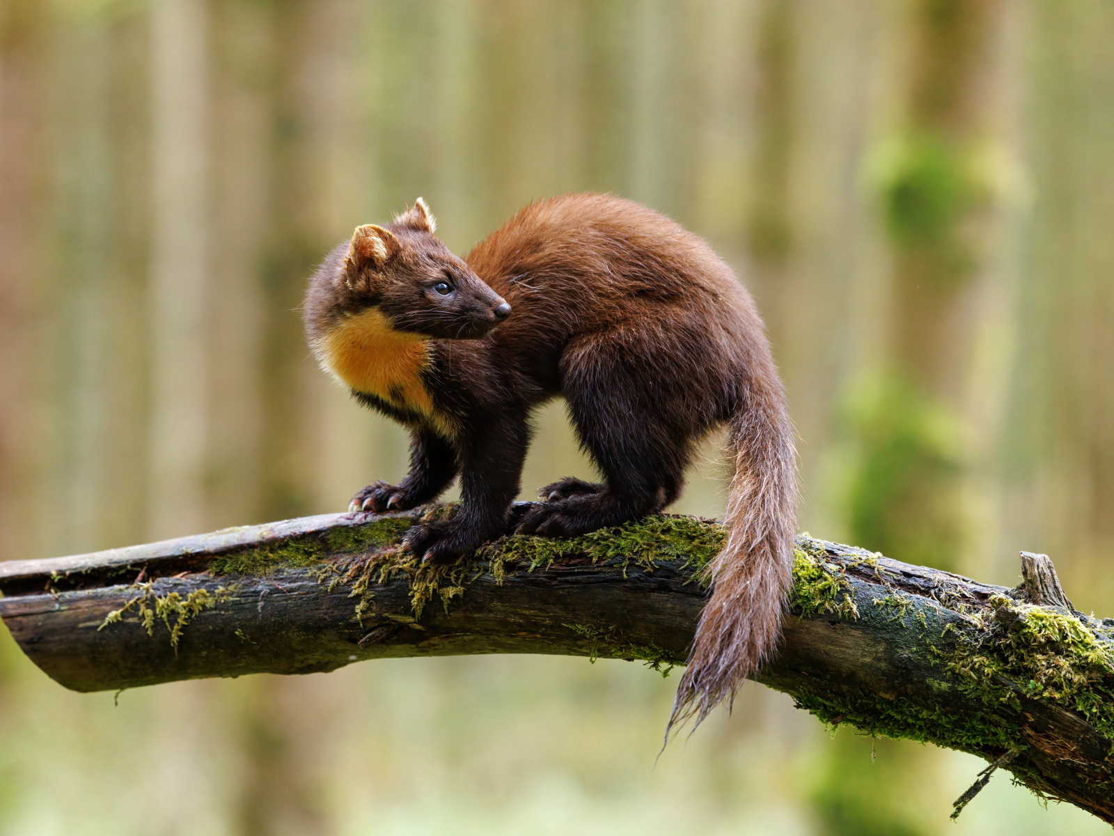Красивая куница сидит на ветке