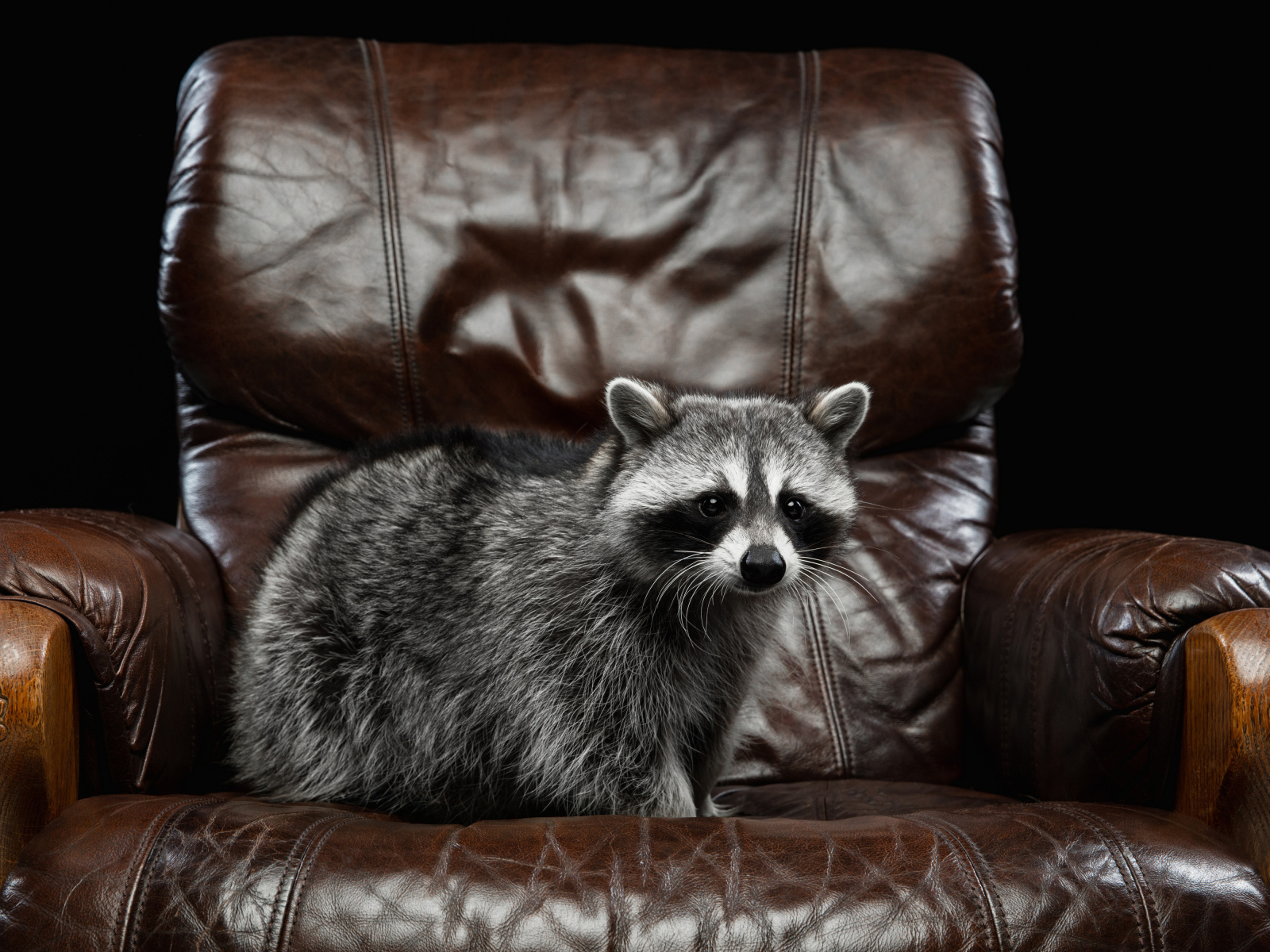 Большой серый енот на кожаном кресле