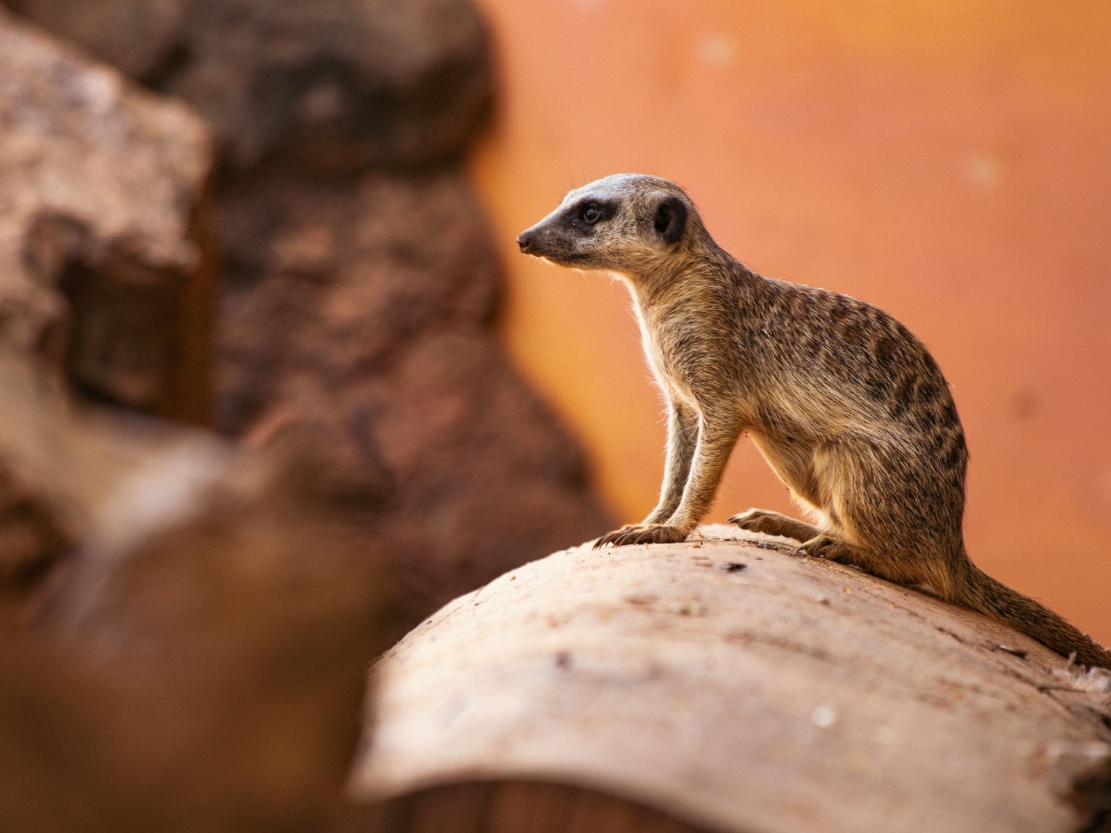 Маленький сурикат на камне крупным планом