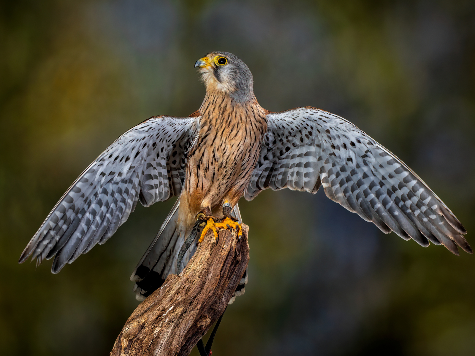 Красивый сокол готовится взлететь