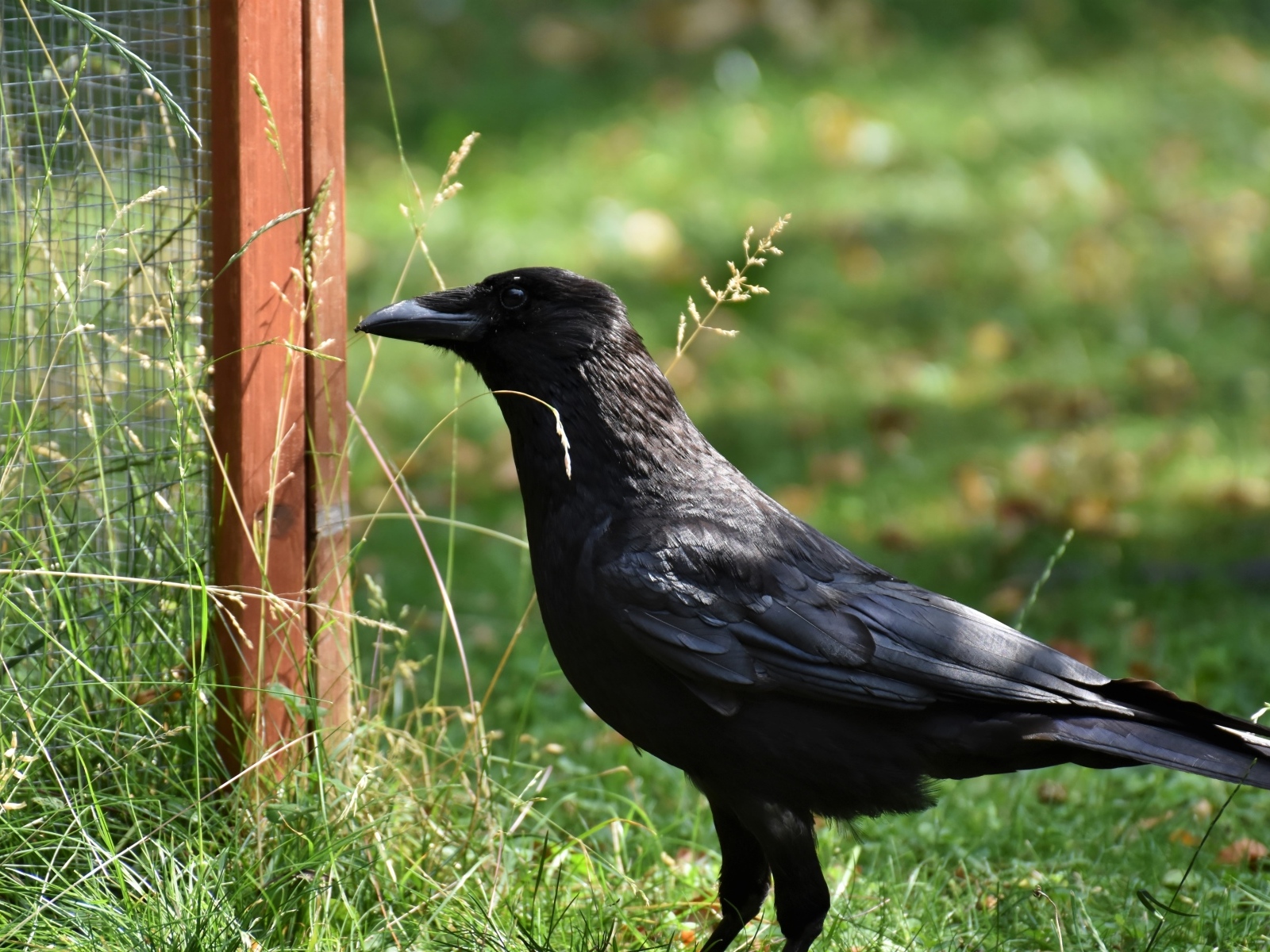 Большой черный ворон стоит на траве