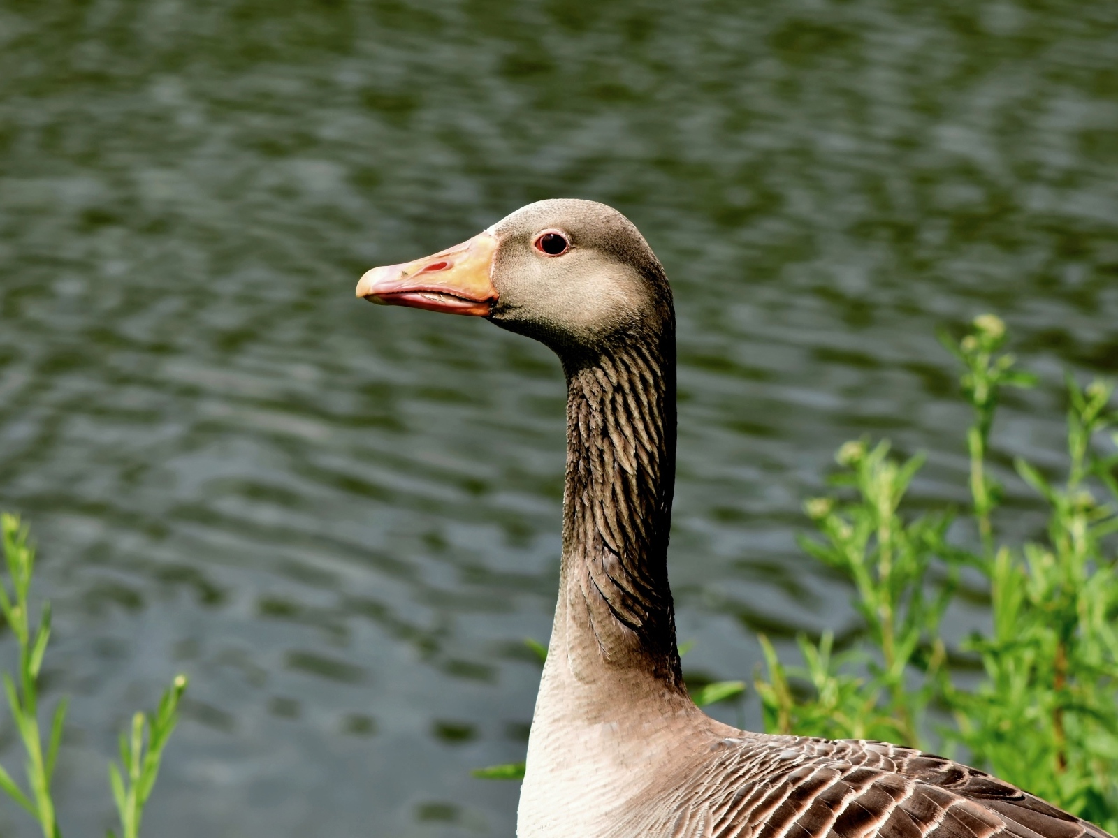 Большой серый гусь стоит у воды