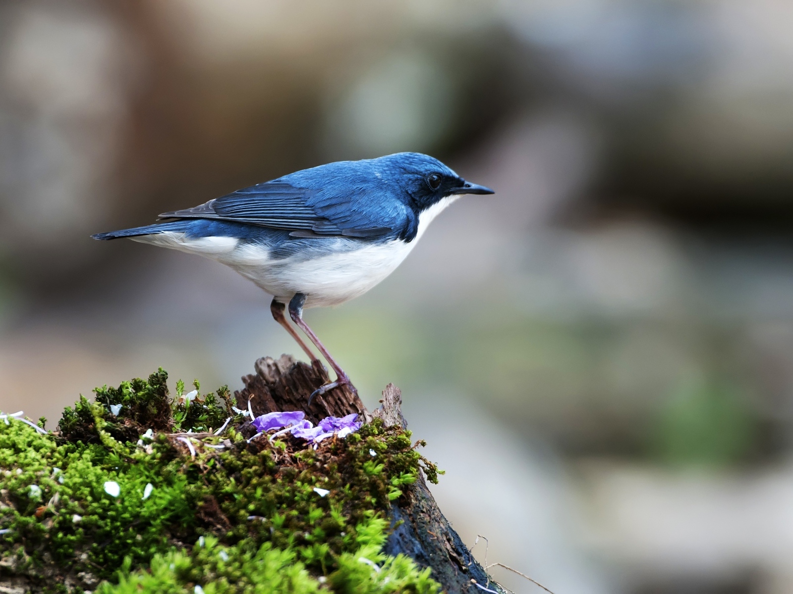 Птица сидит на покрытом мхом пне