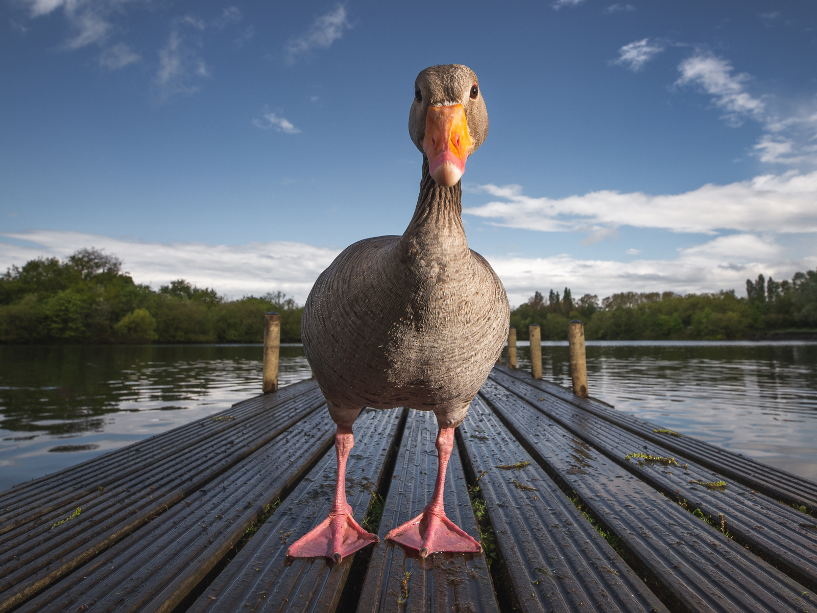 Гусь стоит на мокром мосту у озера