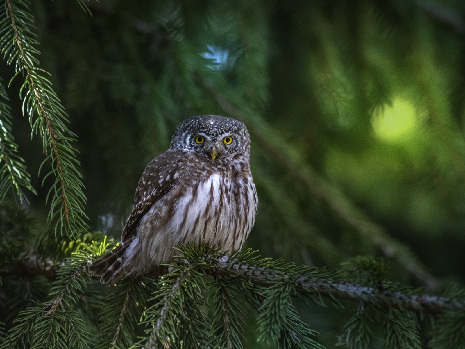 Большая сова сидит на ветке ели