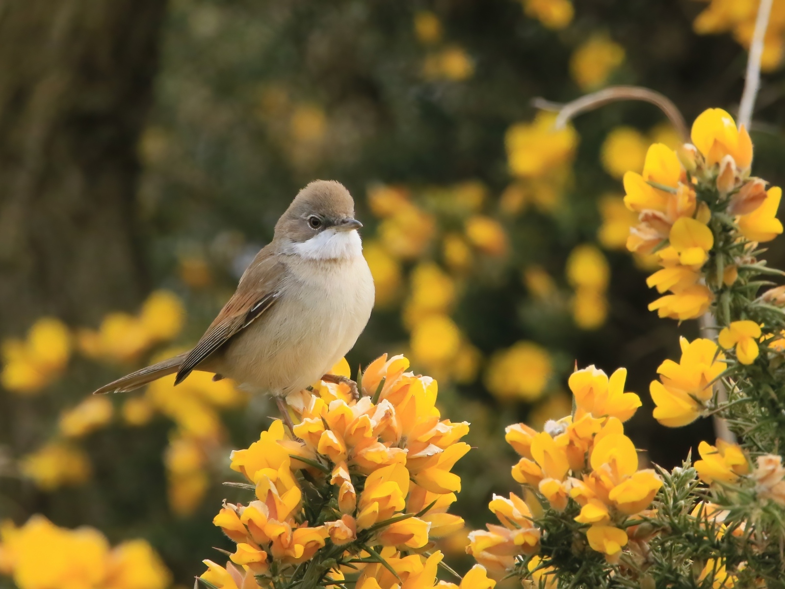 Маленькая серая птичка сидит на ветке с желтыми цветами