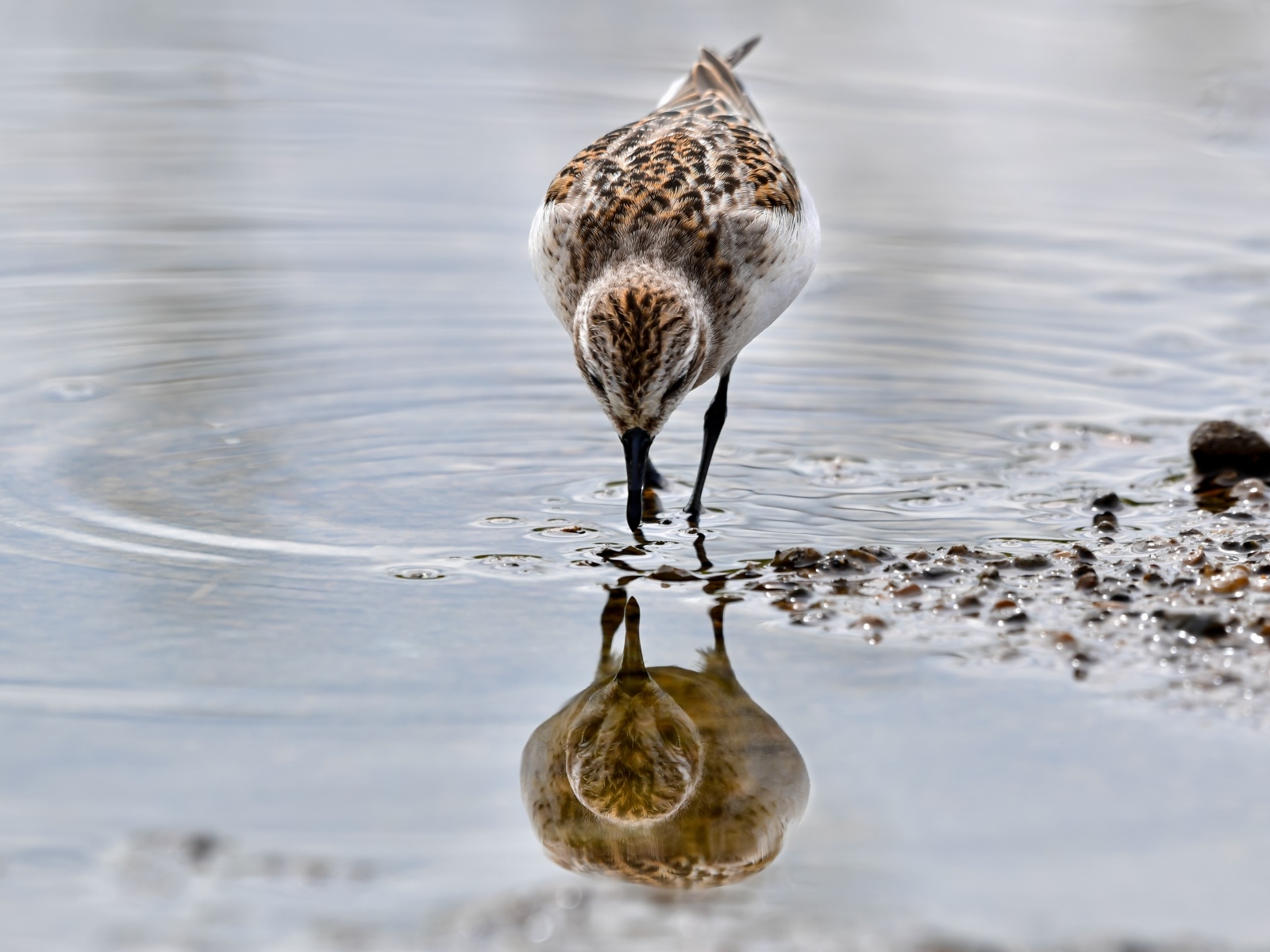 Маленький серый кулик идет по воде