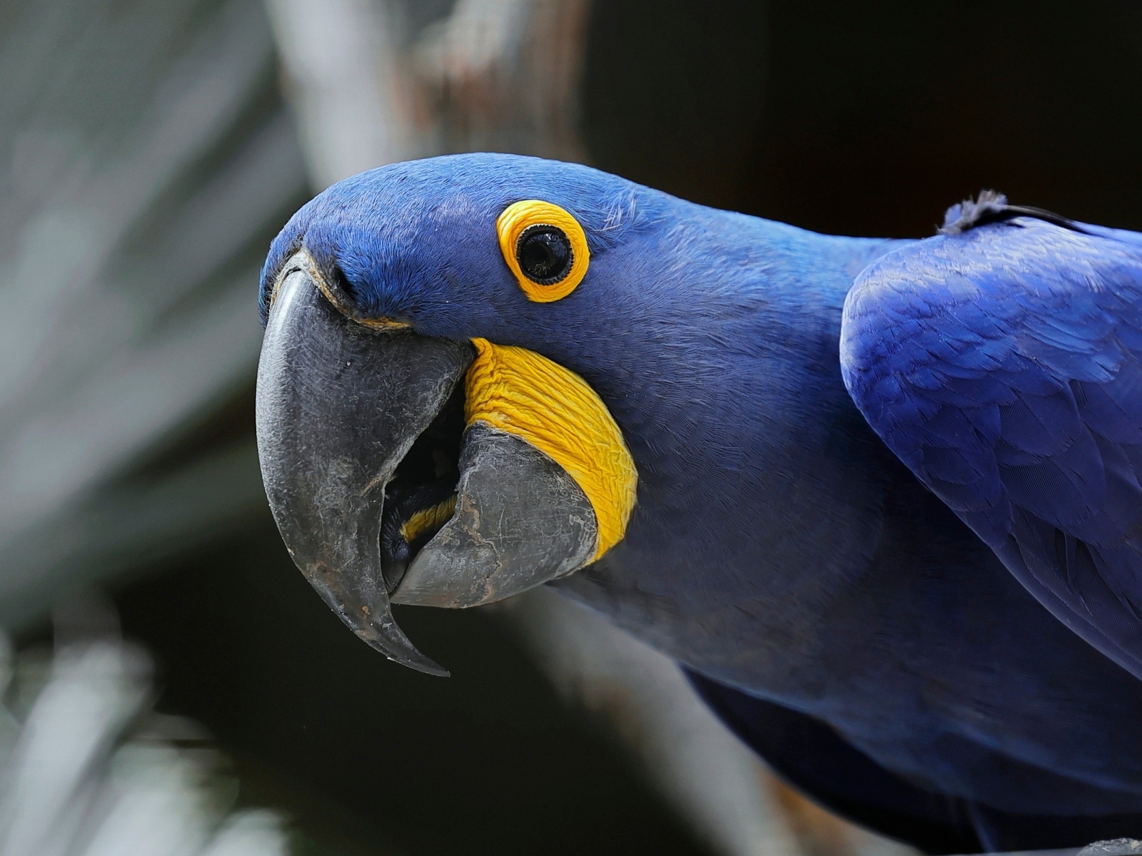 Красивый гиацинтовый ара крупным планом