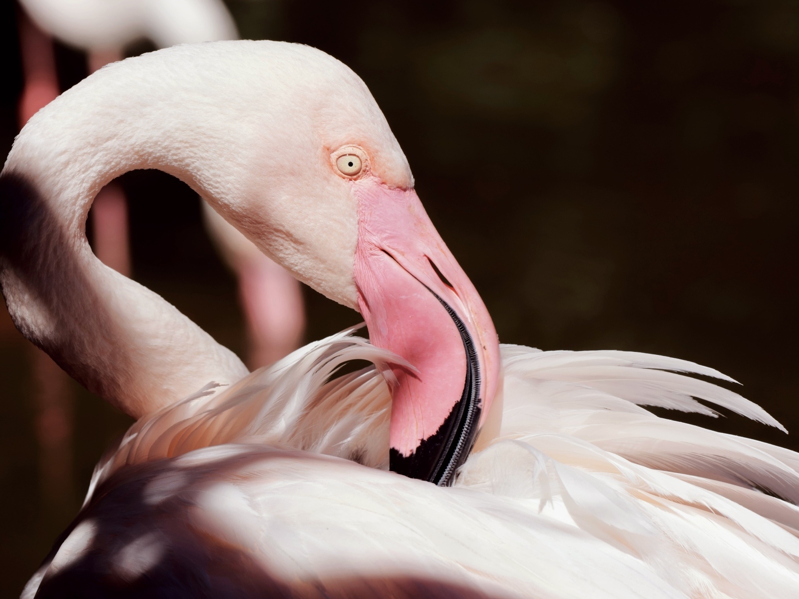 Красивый розовый фламинго крупным планом