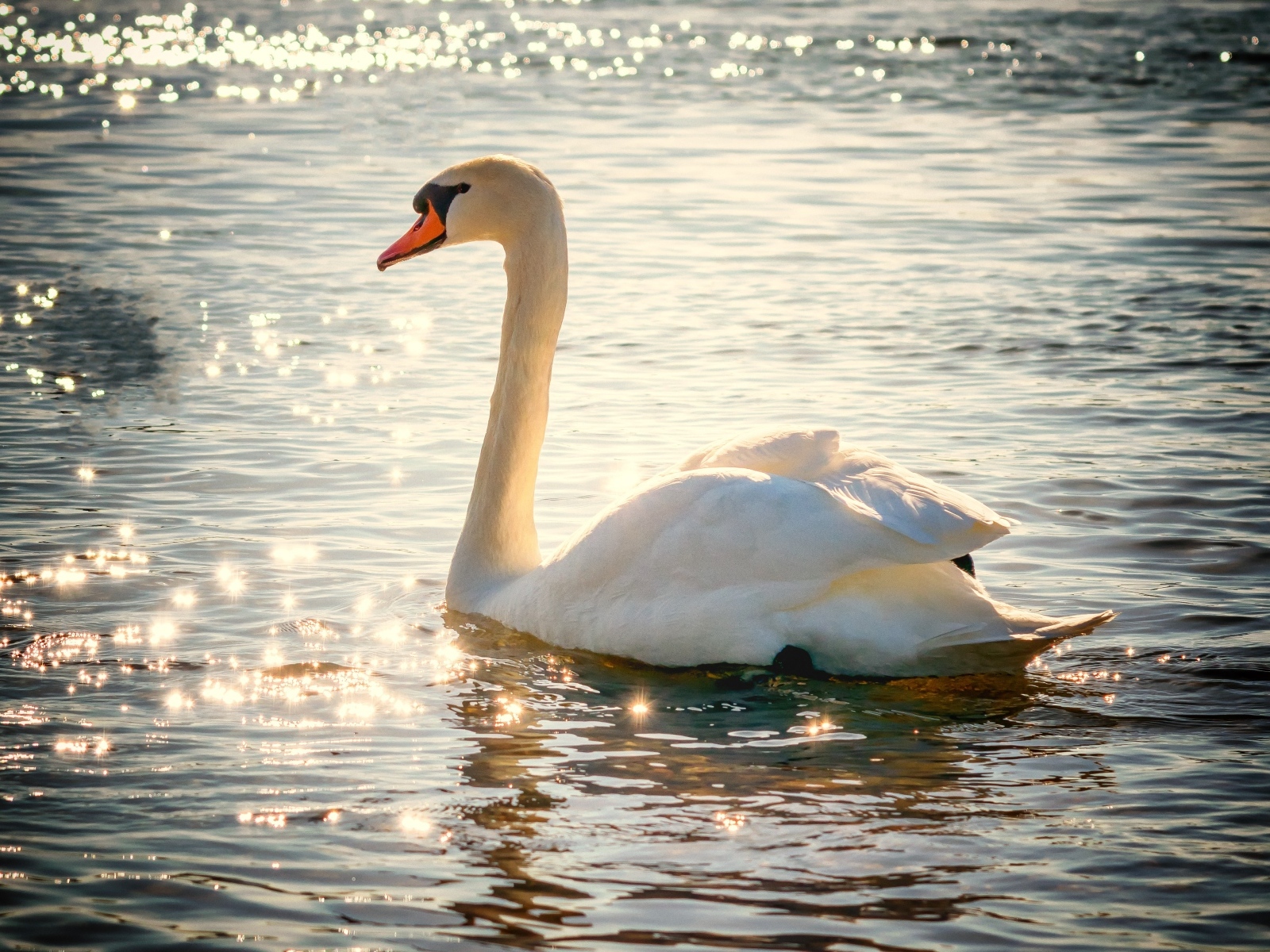 Красивый белый лебедь в лучах солнца в пруду