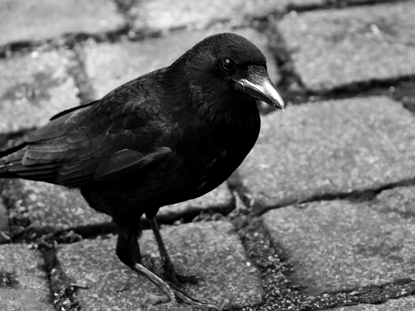 Большой черный ворон стоит на дороге