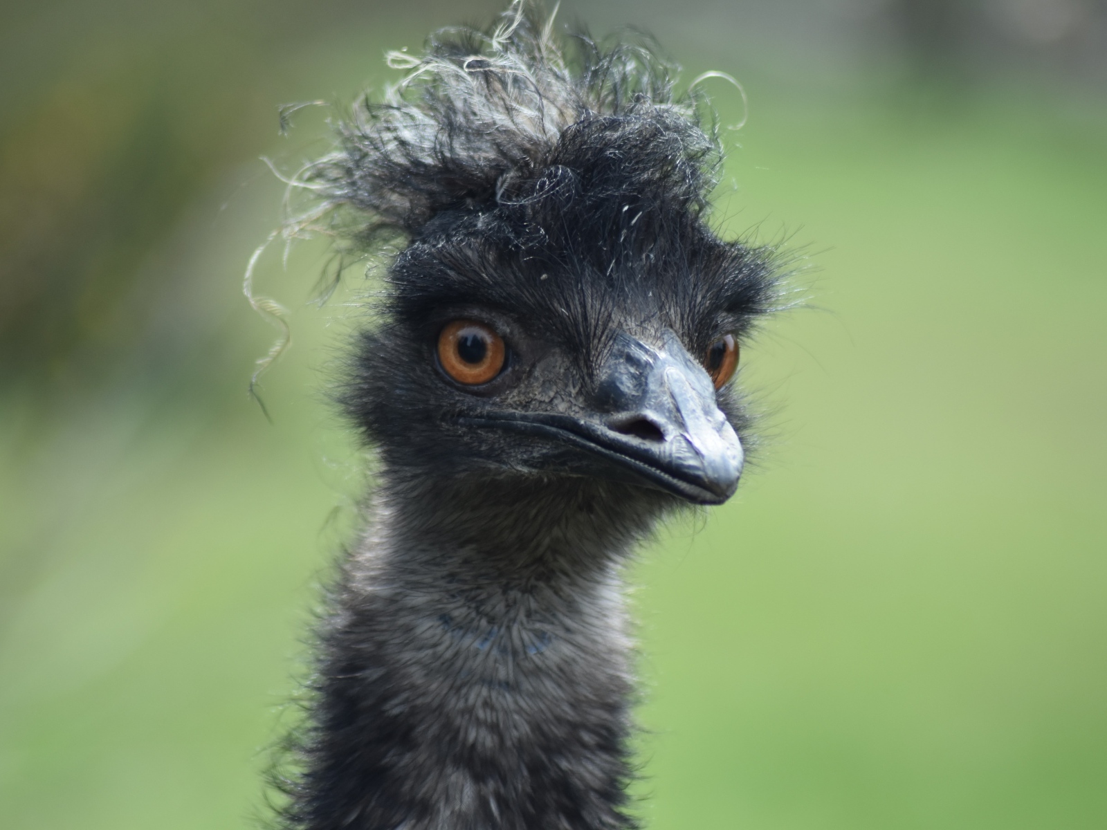 Голова черного страуса эму
