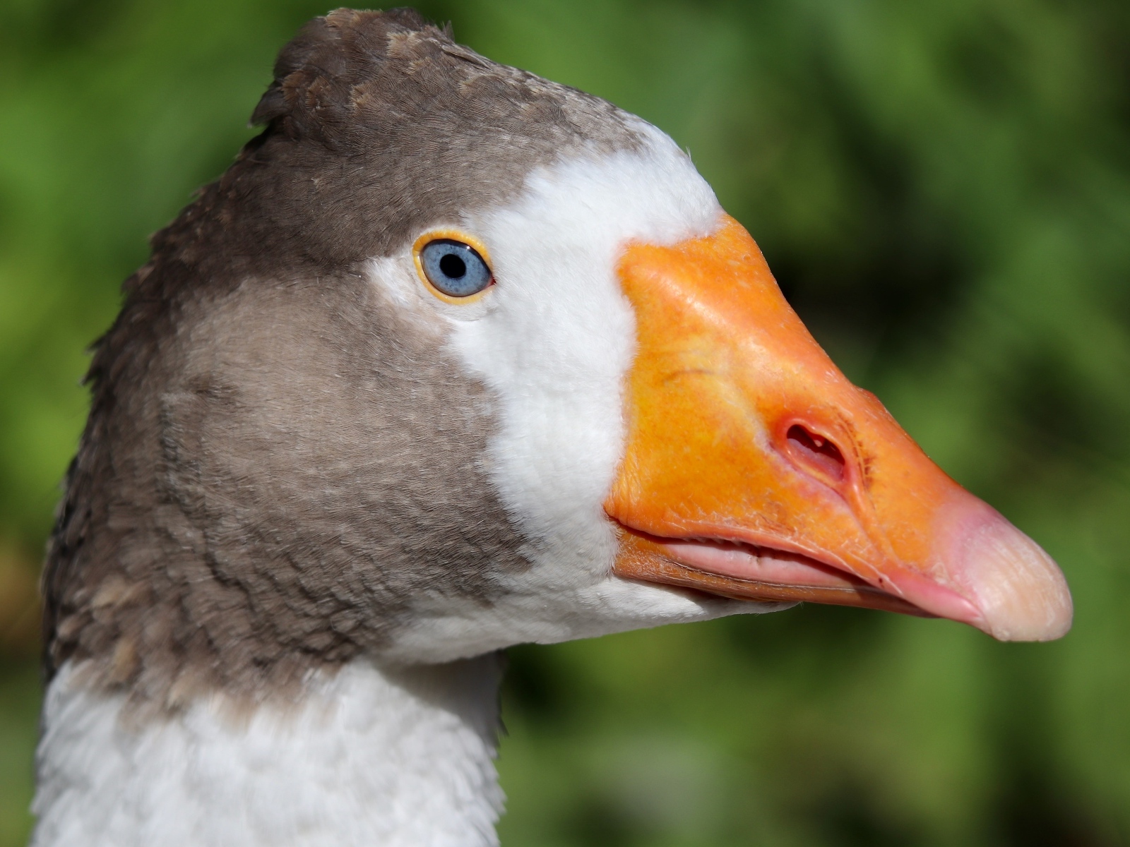Голубоглазый домашний гусь  с оранжевым клювом