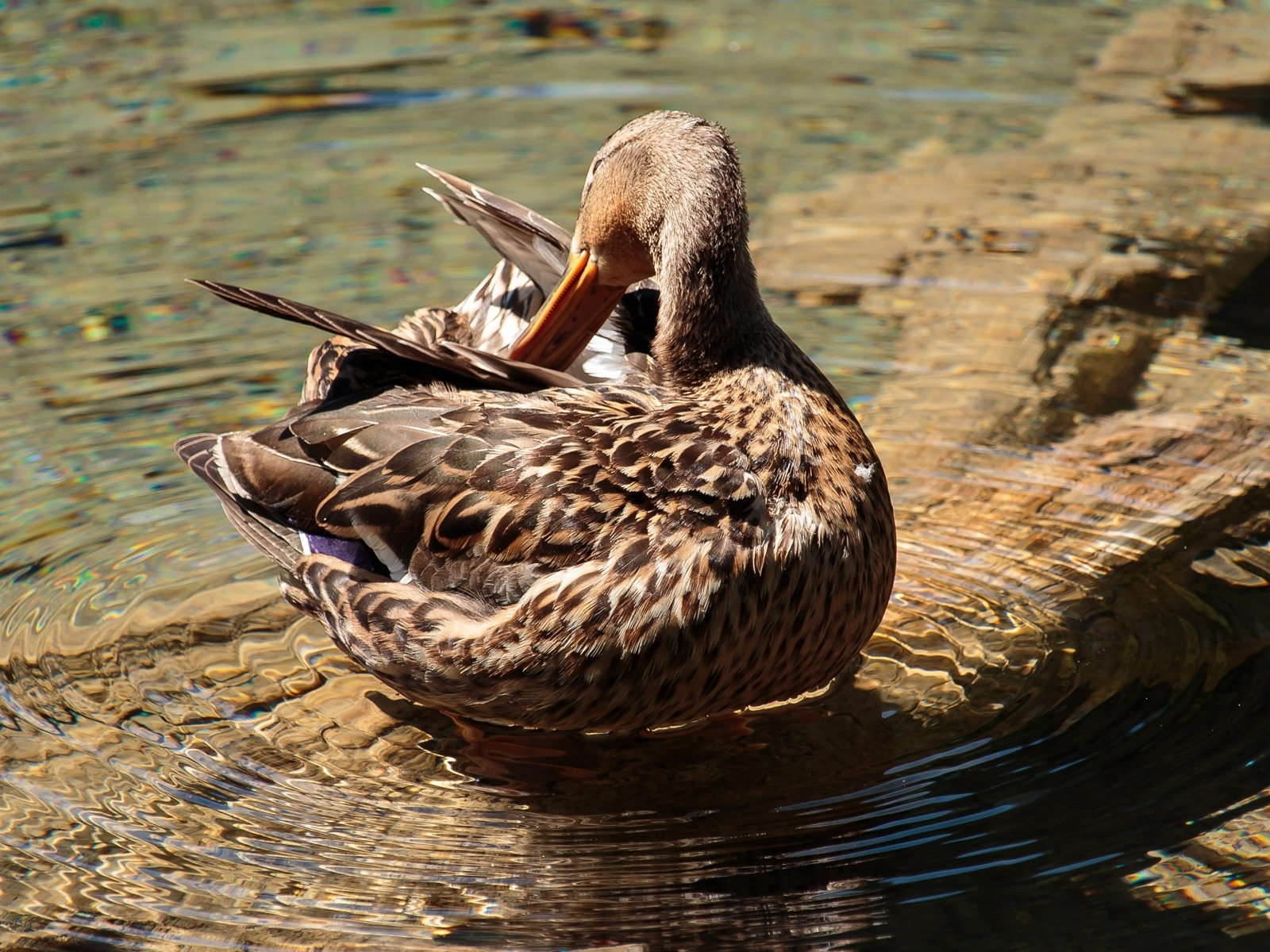 Коричневая утка чистит перья в воде