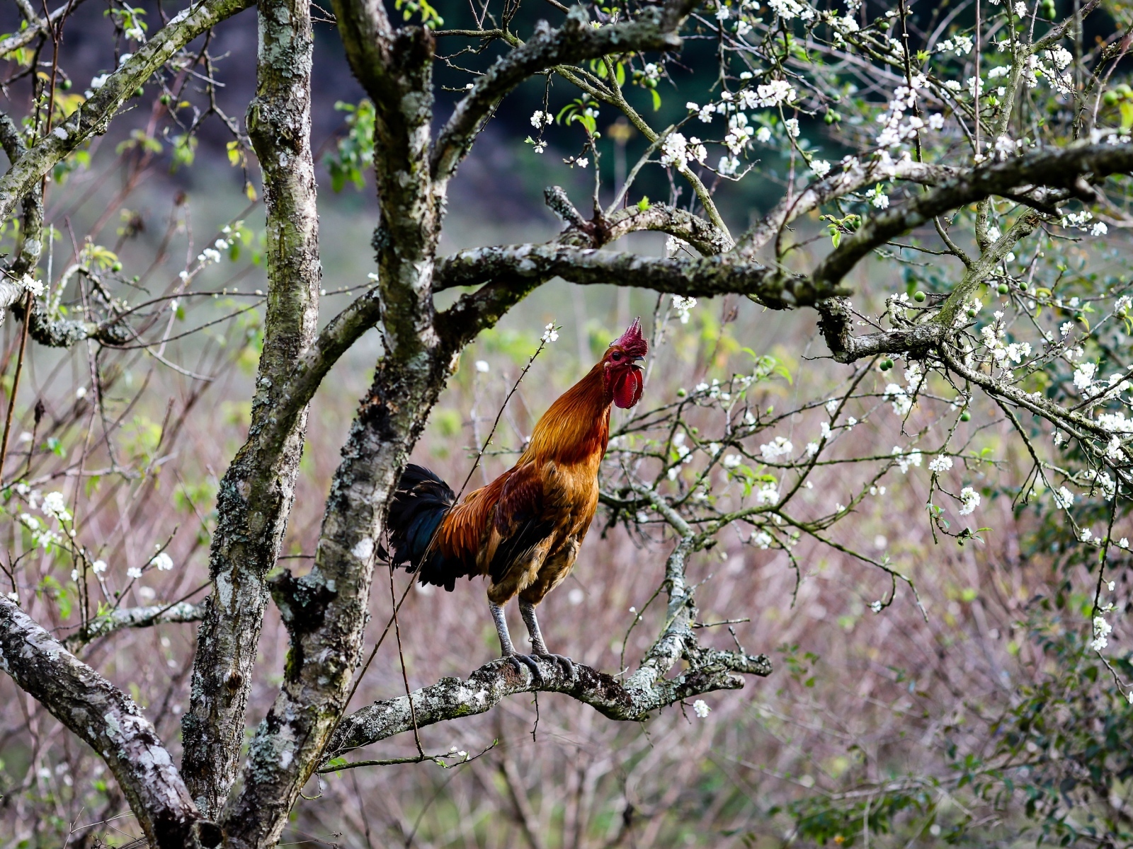 Коричневый петух сидит на ветке дерева