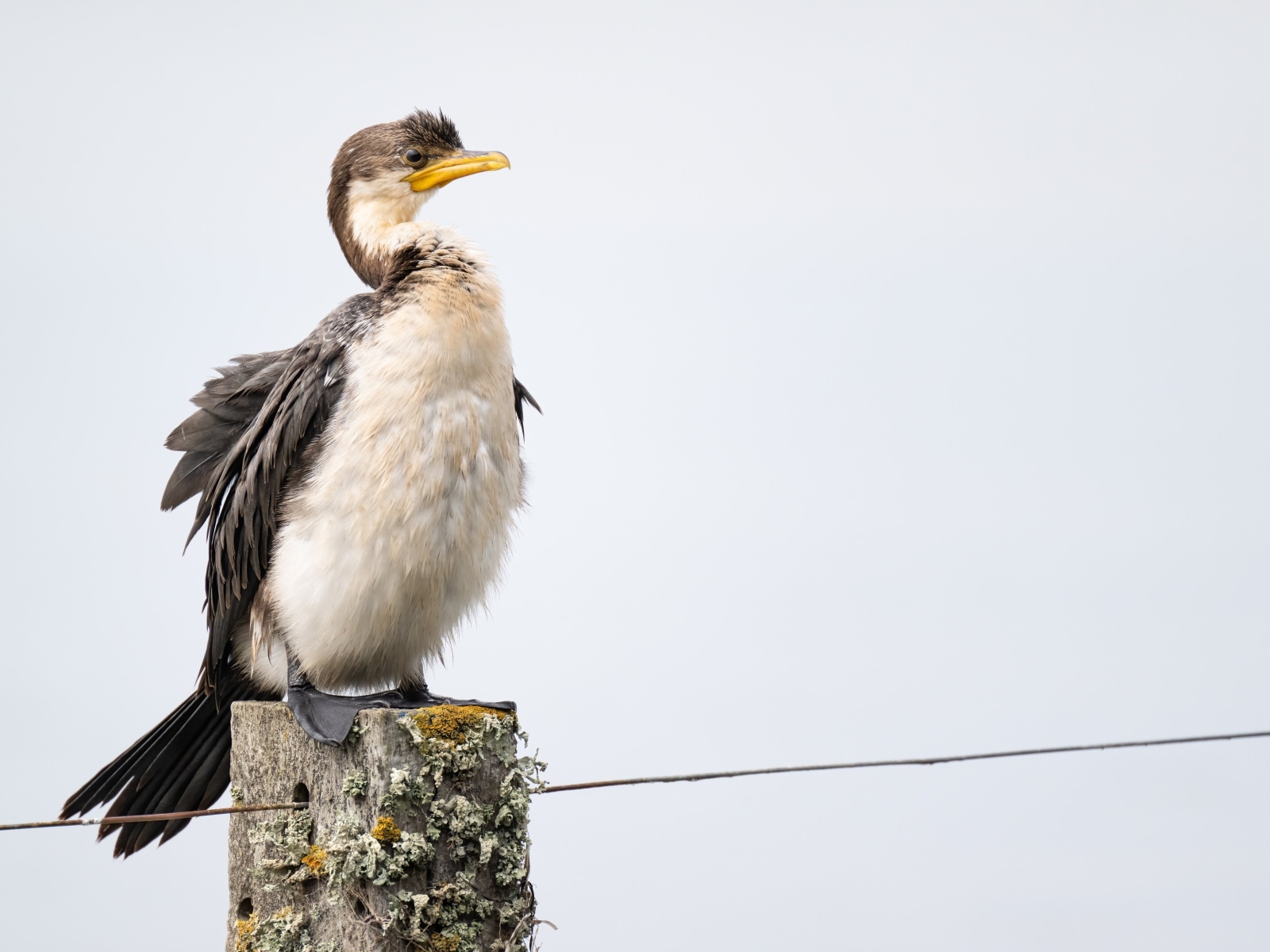 Баклан сидит на столбе у воды