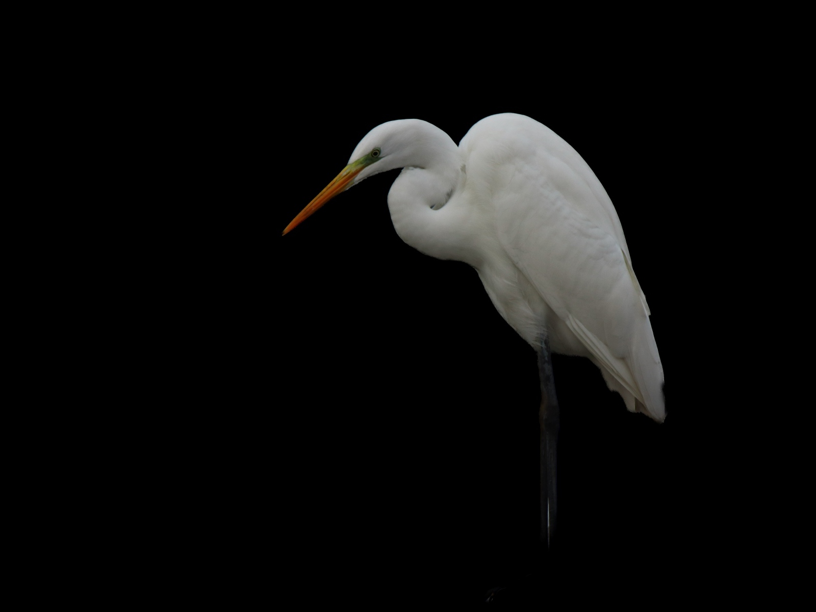 Белая цапля на черном фоне