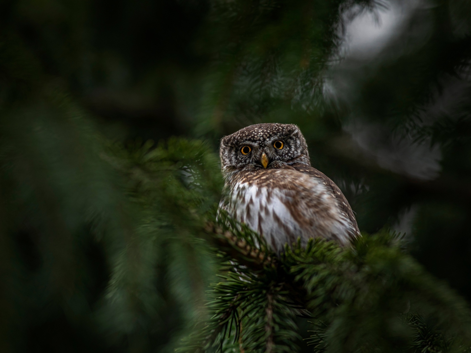 Евразийская карликовая сова сидит на ветке дерева