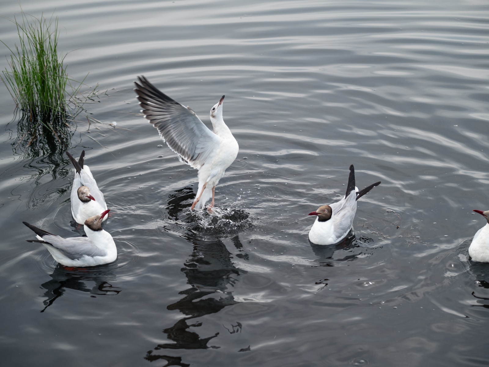 Пять чаек плавают в воде озера