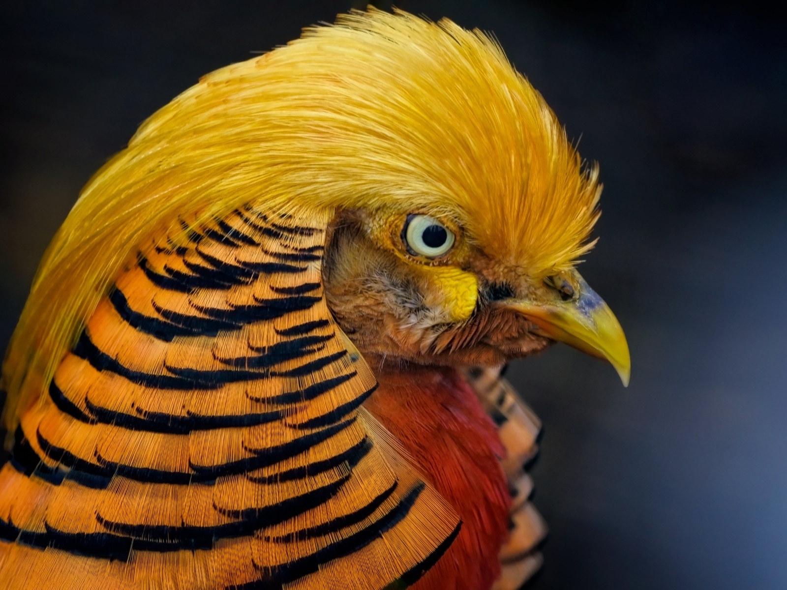 Голова золотого фазана крупным планом