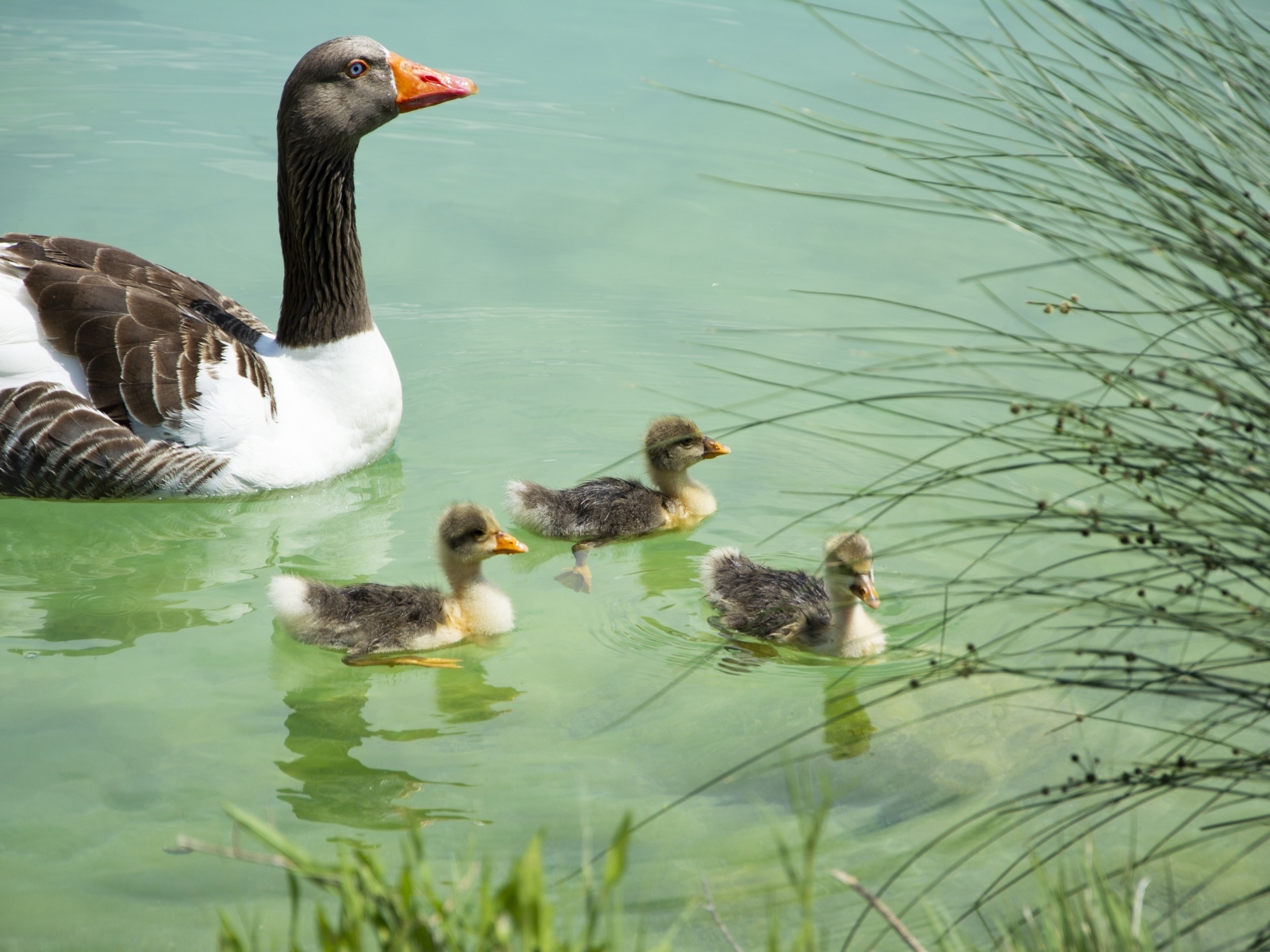 Гусыня с птенцами плавает в воде