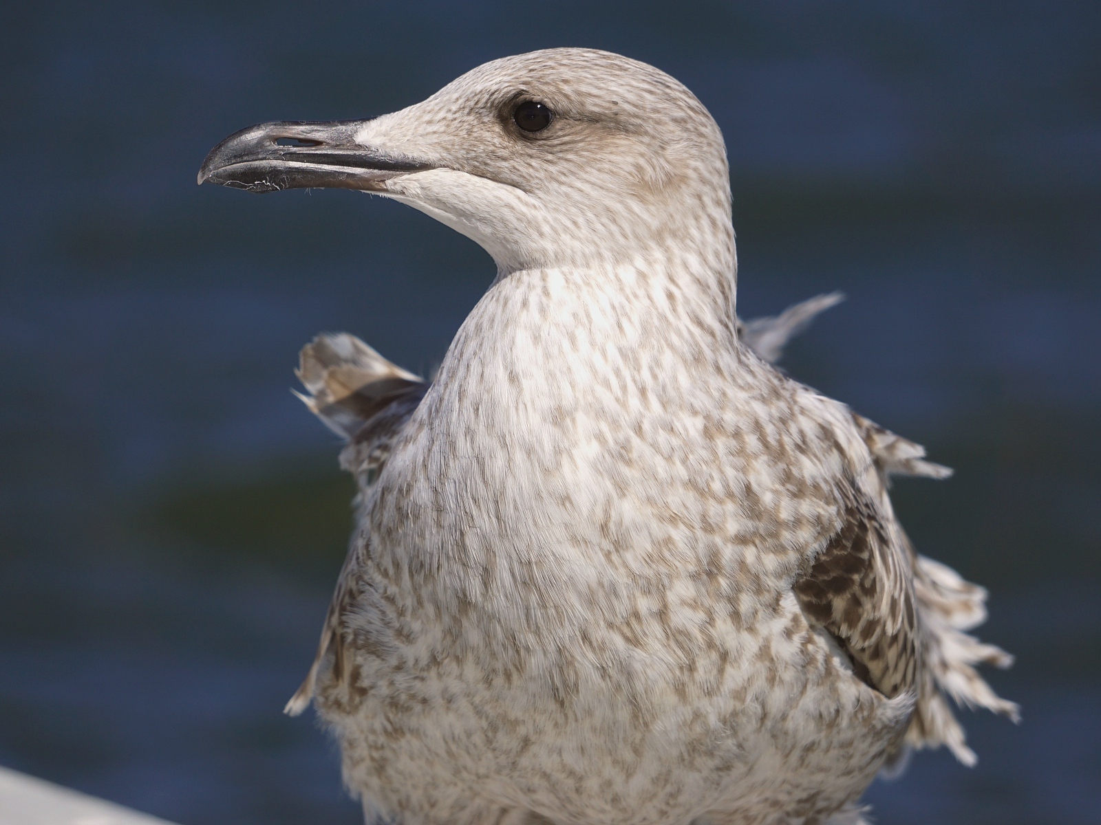 Серая чайка с острым клювом крупным планом