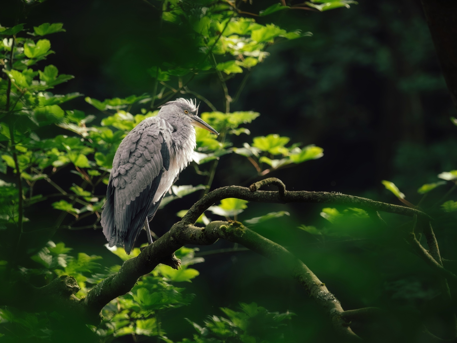 Серая цапля сидит на ветке дерева