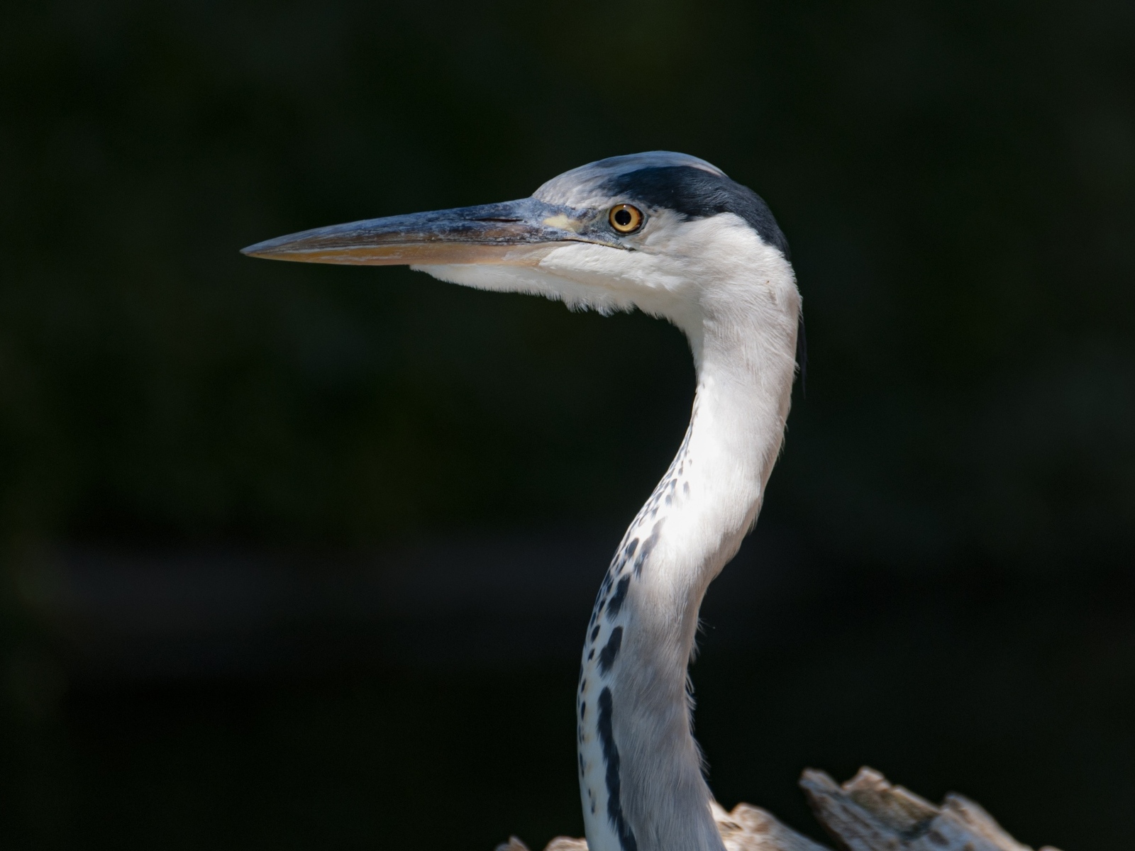 Серая цапля с острым клювом крупным планом