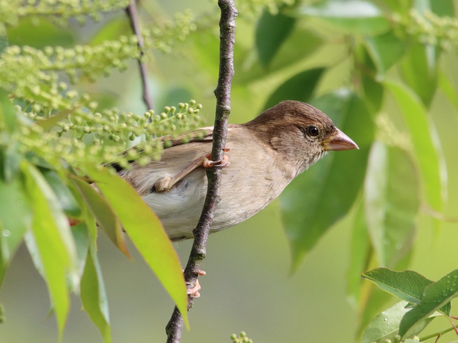 Серая иволга в ветках дерева