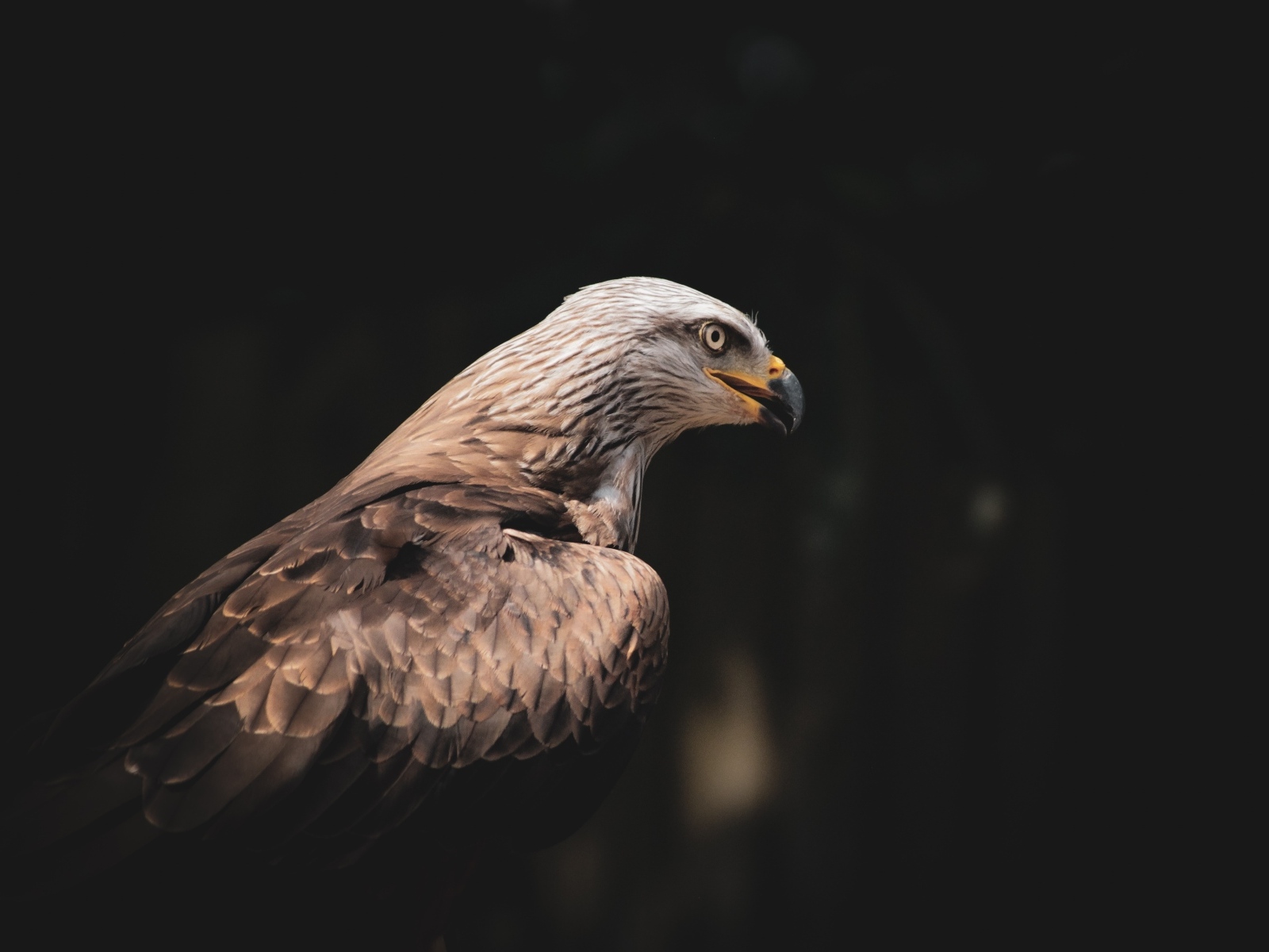 Серый хищный орел с острым черным клювом