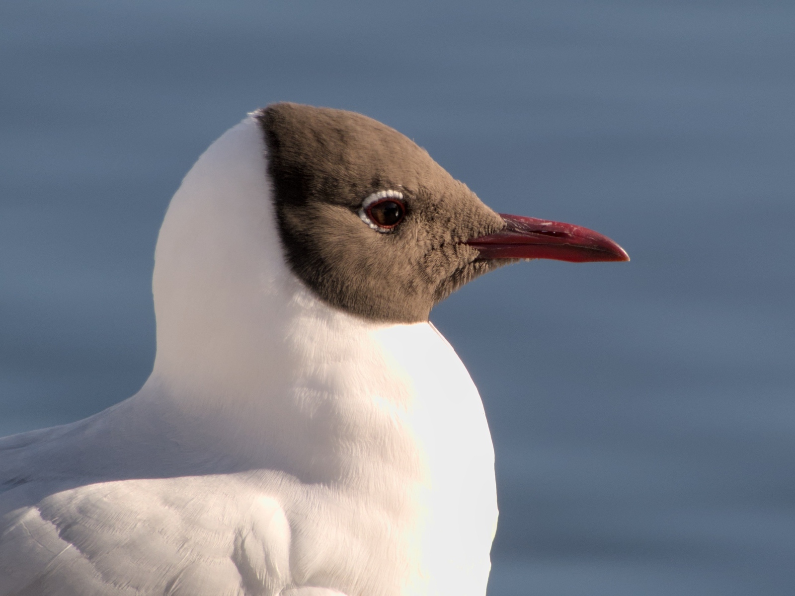 Большая сероголовая чайка крупным планом