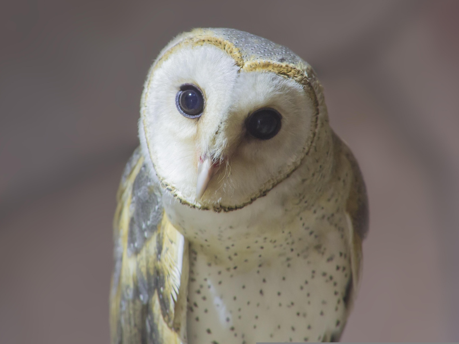 Большая белая сипуха с любопытными глазами